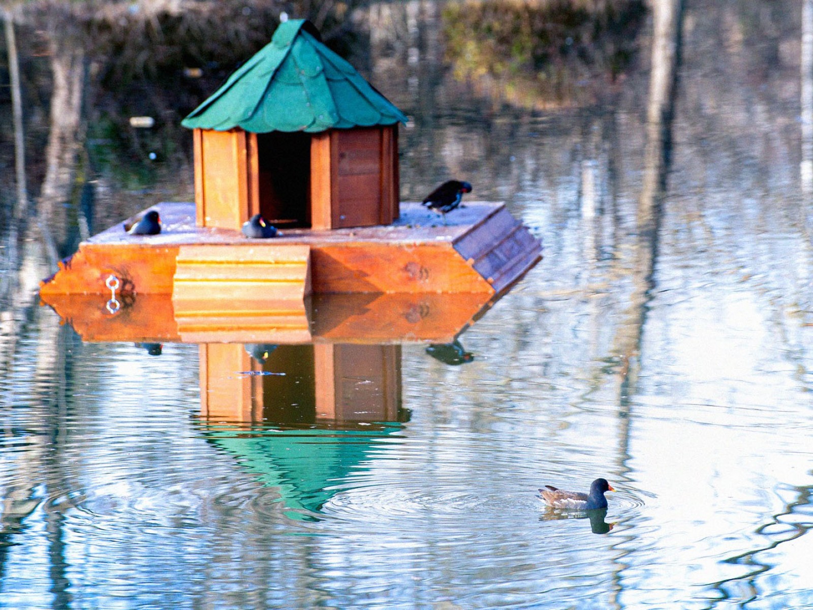Изработка, испорака и поставување на пловечки куќарки за патки